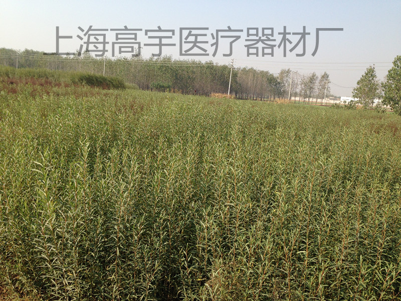 连云港柳条种植基地