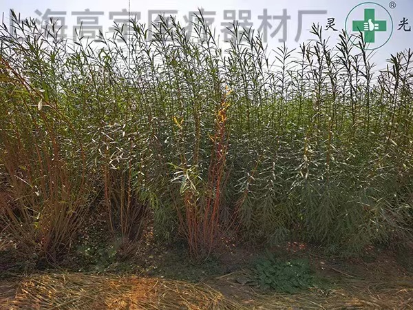 种植4.jpg