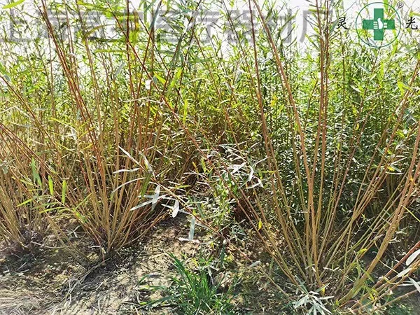 种植5.jpg