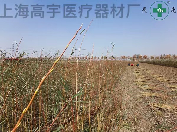 种植6.jpg
