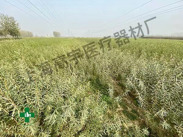 山东临沂柳条种植基地