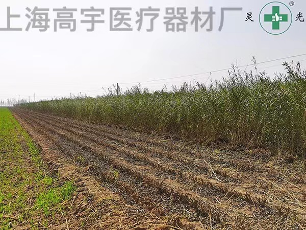 山东临沂柳条种植基地