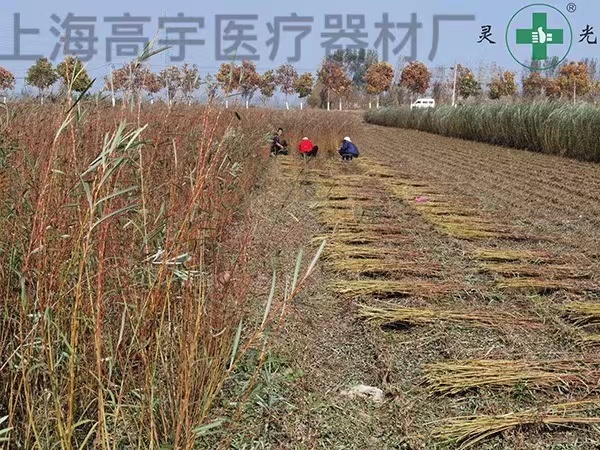 种植7.jpg